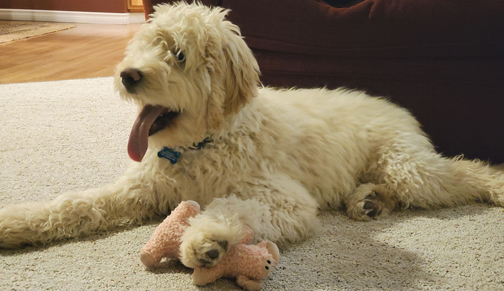 Doodle Puppies for Sale, Labradoodle Puppies for Sale